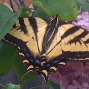 slipmeamickie avatar