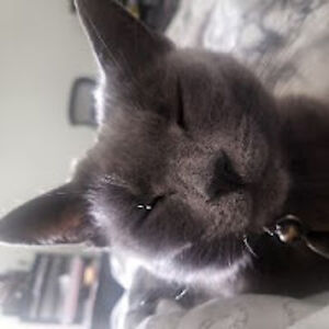 reneegallison avatar