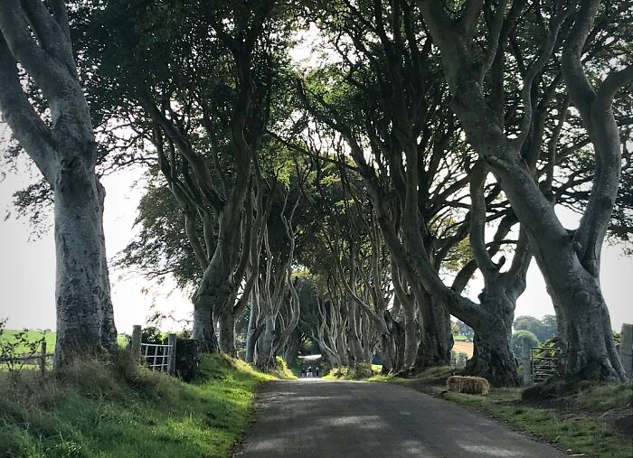 The Dark Hedges, Also Know As The Kingsroad In G.o.t, Located In Ireland