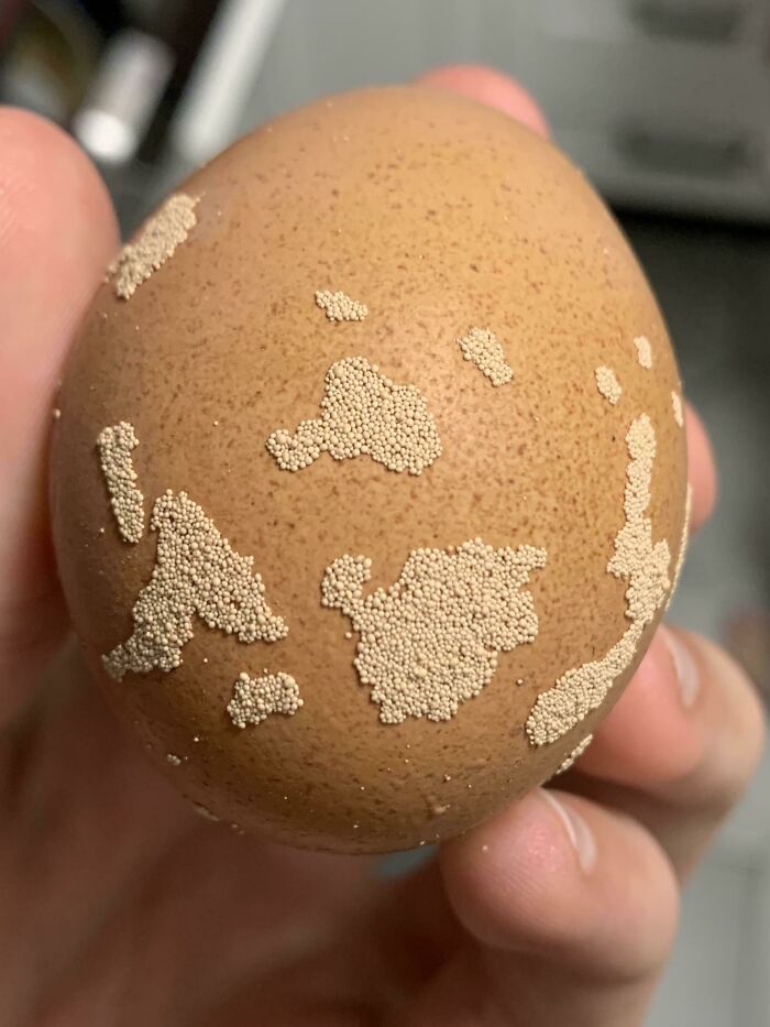 These Groups Of Spots On An Egg My Chicken Laid