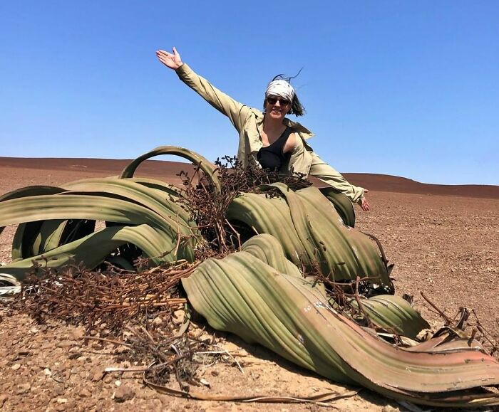 The Welwitschia Mirabilis Leaves Grow An Average Of 2 Centimeters Per Year. We Are Guessing This Guy (Yes, They Are Either Male Or Female) Is Anything From 800 Years Old