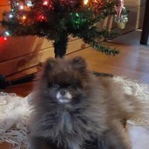 chelseasmallmouth avatar