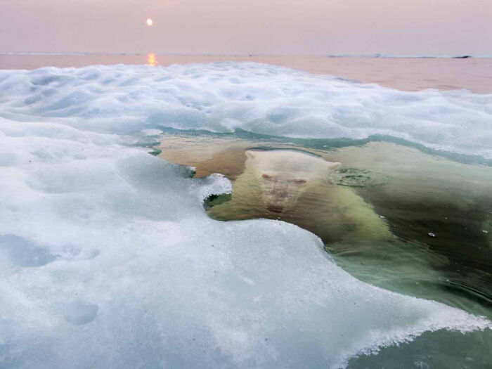A Polar Bear Following Photographer Paul Souders From Under The Ice