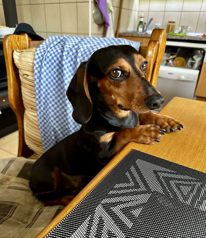 My Parents Rescued A Dog. He Now Has A Seat At The Table