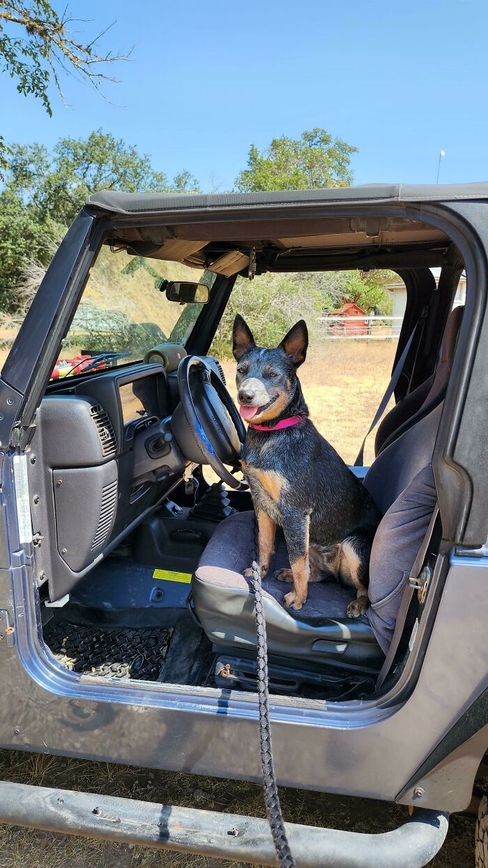 Got My Own Dog For The First Time In 20 Years. Meet Miss Lorie, A Rescued Blue Heeler!