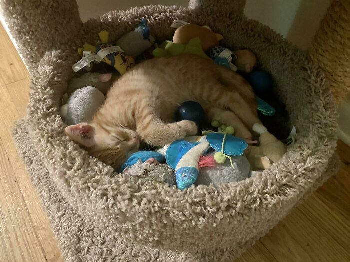 A Week Ago We Brought Him Home. He Just Discovered The Toy Stash And Tuckered Himself Out