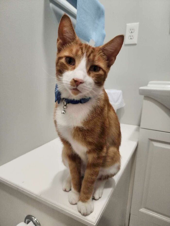 This Angel Was Dumped At My Work, Left With Only A Single Can Of Food That He Never Even Noticed. Now, He’s Mine. Everyone, Meet Wesley! 🧡