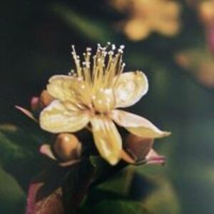 hischurchvals avatar