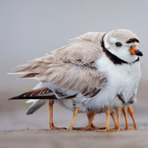 solarradiation avatar