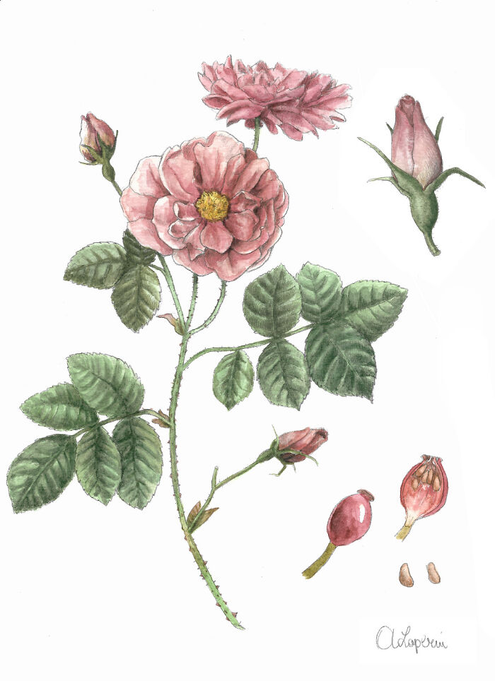 I Probably Do The Most Cottagecore Job In The World, I'm A Botanical Illustrator