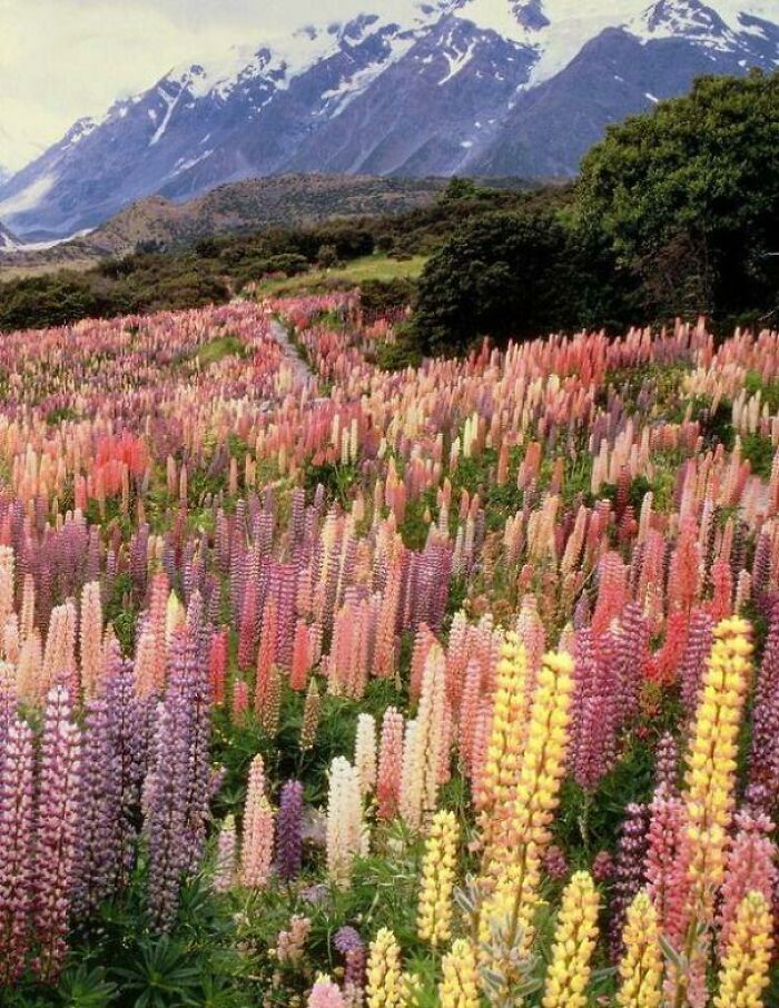 Wild Lupines In Mount Cook National Park