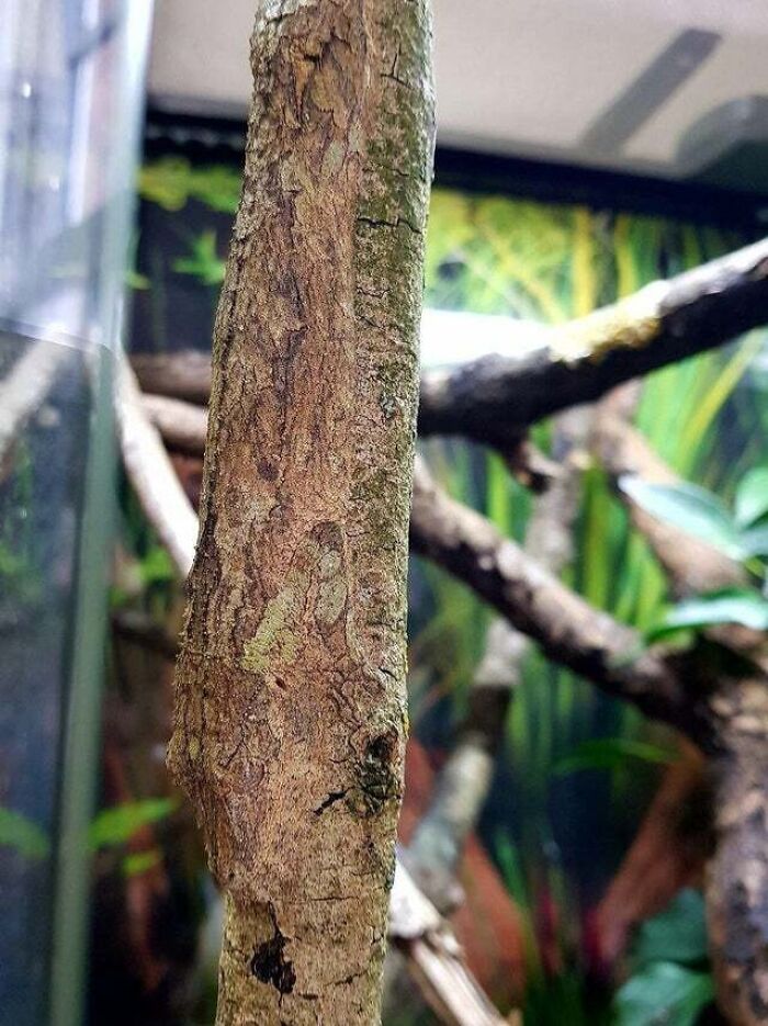 This Lizard's Perfect Tree Bark Camouflage