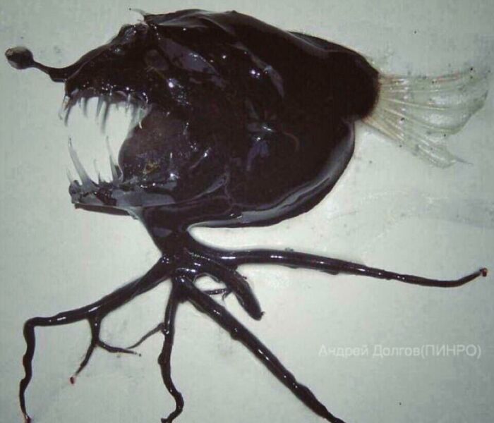 An Angler Fish Recovered From The Depths