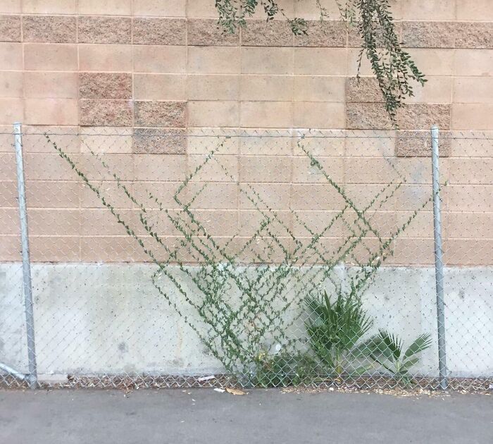 This Plant Growing Along The Chains Of A Fence