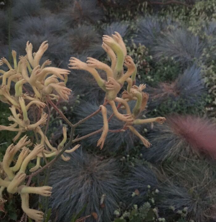 These Plants Look Like Tiny Hands