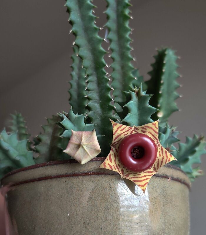 I Literally Jumped Up And Down Shouting At My Boyfriend To Get My Phone When I Saw My Huernia Zebrina Had Bloomed