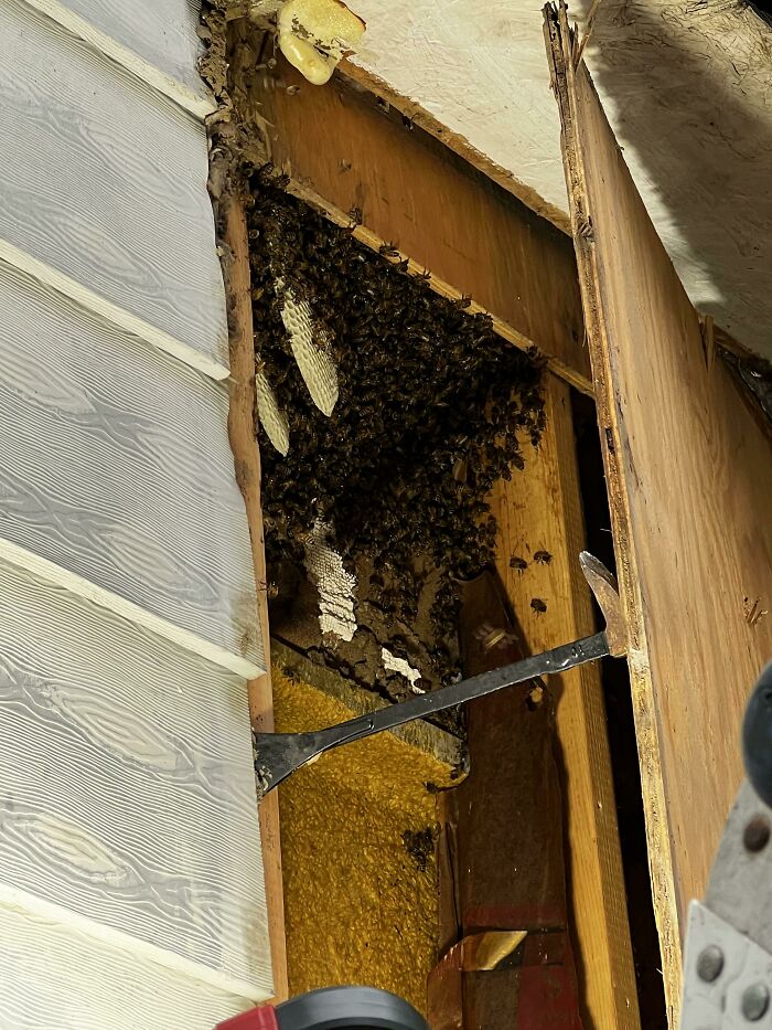 Follow Up To The Honey Bees Swarming The Side Of My House. Bee Keeper Is Here Saving Them. They Were Building A New Hive