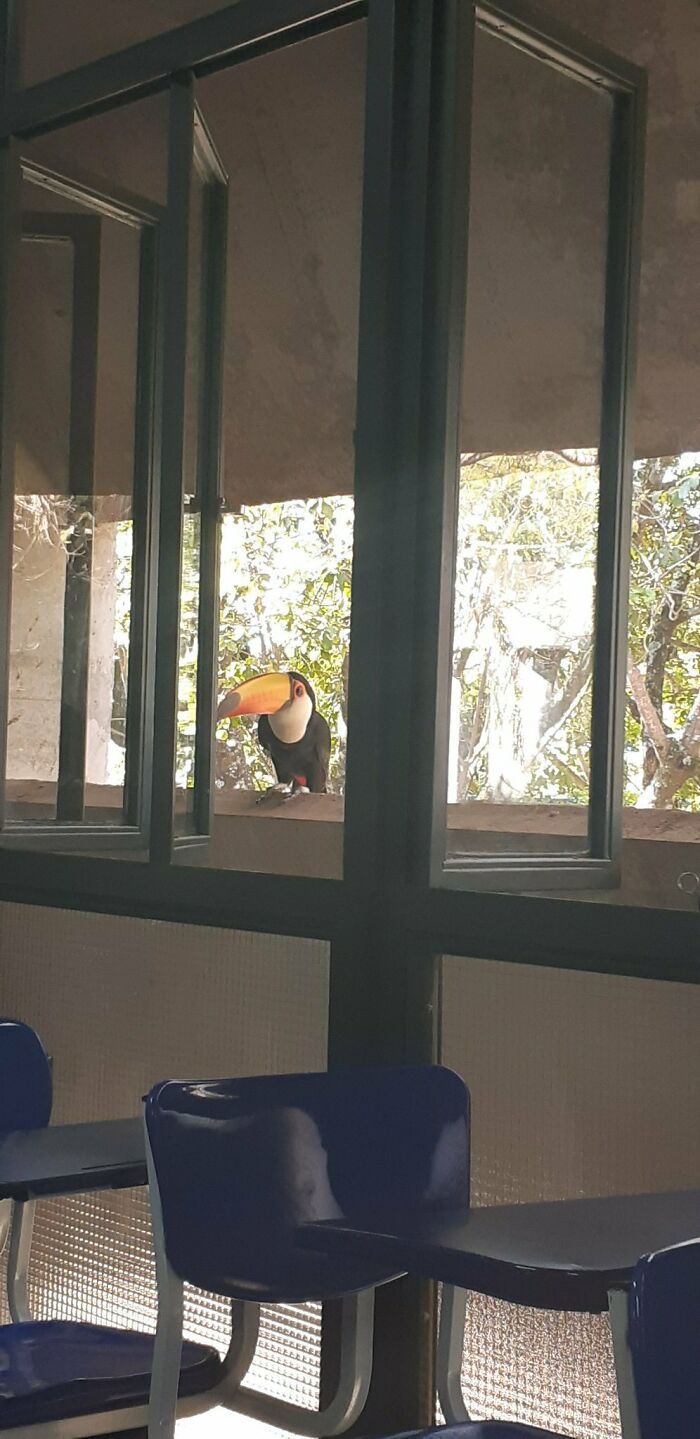 An Ordinary Day At Brazilian University....with Some Colorful Tropical Bros