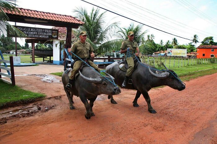 Local Police Of The State Of Pará, Brazil, In The Amazon, Use Buffalos To Patrol Because They Can Outrun Criminals In Rivers And Swamps