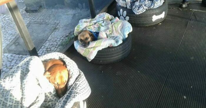 Bus Station In Brazil Takes In Stray Dogs And Makes Them Special Beds To Protect Them From The Winter Cold
