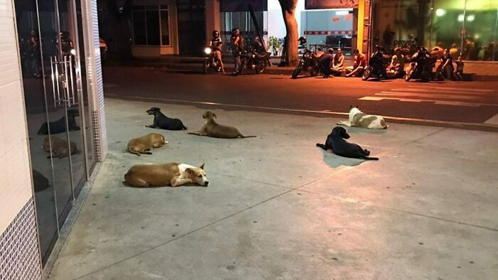 Un indigente brasileño pasó la noche en el hospital y sus 6 perros le esperaron afuera