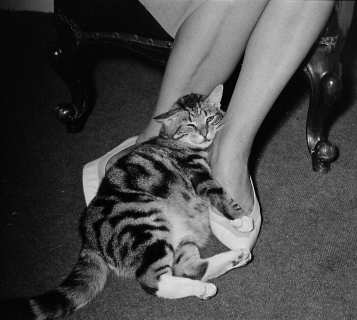 New Of The Best Photos Shared By This Twitter Account That Collects Historic Photographs Of Cats With Their Stories