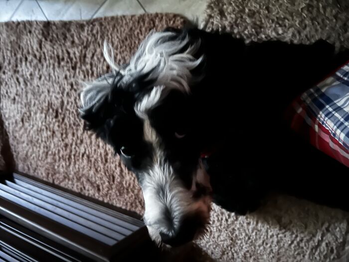 Luce Cadet Thinking About Getting Up. Er, Nope! She’d Rather Drag Down A Bit More Of That Bedspread