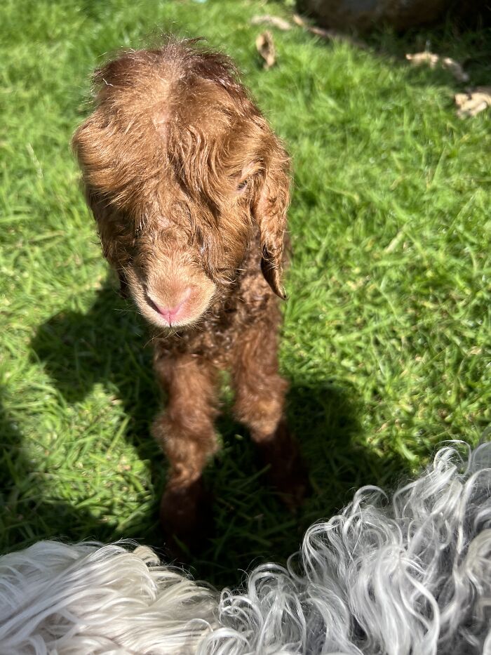 My Journey Of Hand-Rearing An Abandoned Lamb; Here Are The First Six Days My Journey Of Hand-Rearing An Abandoned Lamb; Here Are The First Six Days