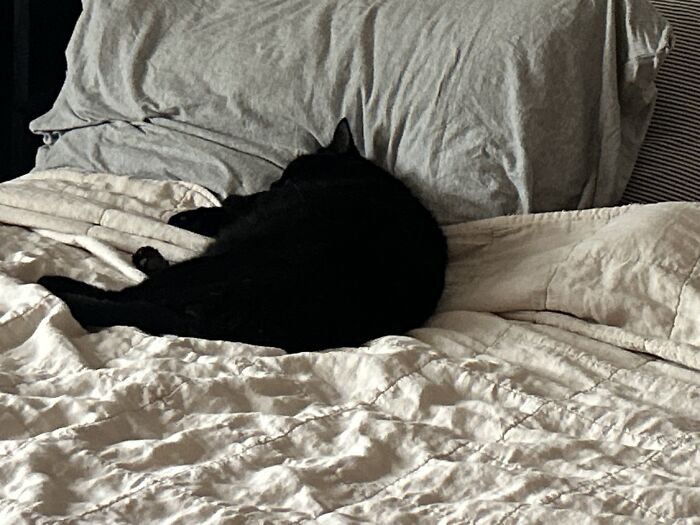 Cat Sitting My Fave Bombay Black Cats ❤️