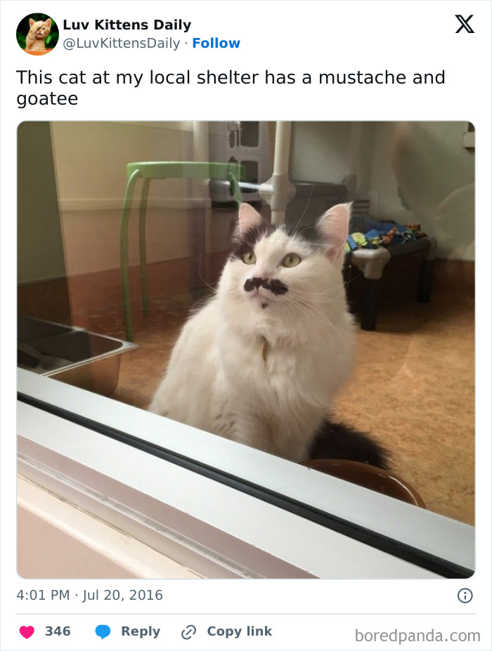 This Cat With Mustache And Goatee