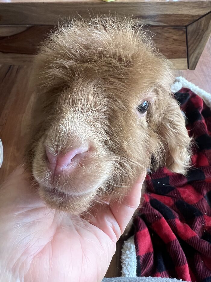 My Journey Of Hand-Rearing An Abandoned Lamb; Here Are The First Six Days My Journey Of Hand-Rearing An Abandoned Lamb; Here Are The First Six Days