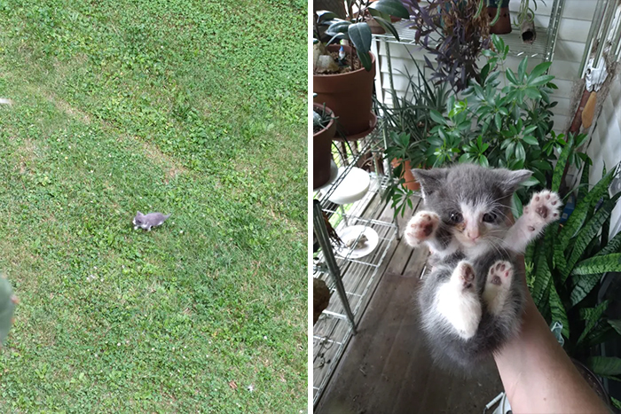 Today From My Balcony I Spotted A Random Feral Kitten Being Shunned By The Local Strays. Meet My New Friend Orion
