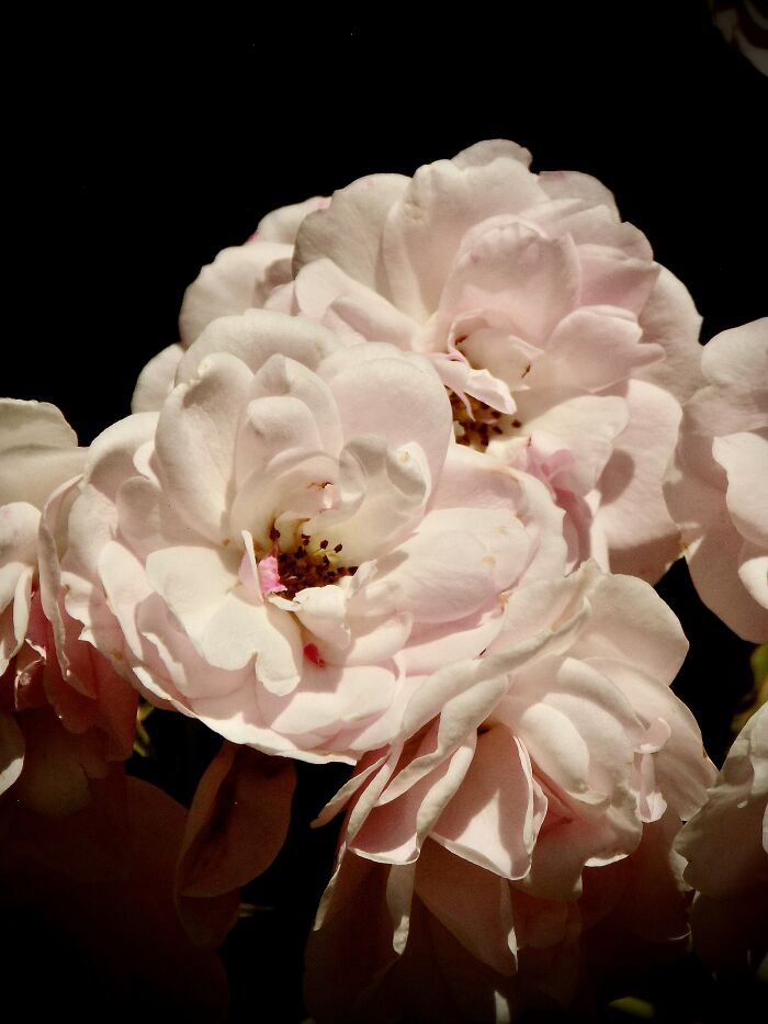 Dusty-Pink Colored Roses