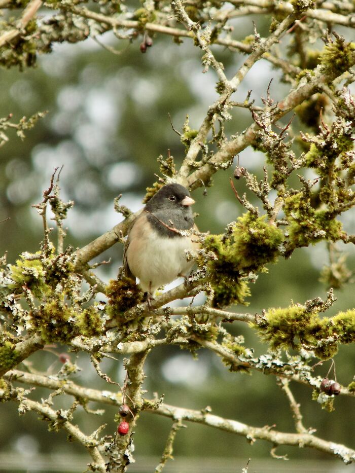 A Plump Dark-Eyed Junco Perched On Branch