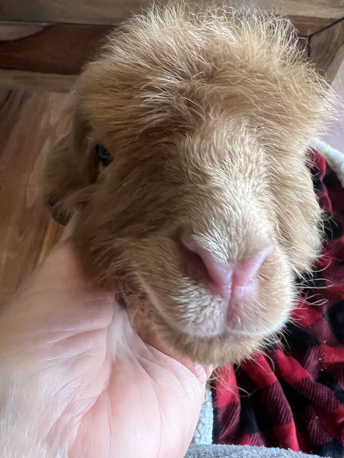 My Journey Of Hand-Rearing An Abandoned Lamb; Here Are The First Six Days My Journey Of Hand-Rearing An Abandoned Lamb; Here Are The First Six Days