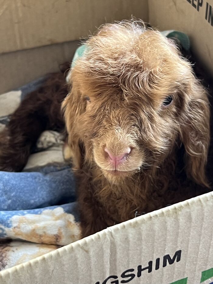 My Journey Of Hand-Rearing An Abandoned Lamb; Here Are The First Six Days My Journey Of Hand-Rearing An Abandoned Lamb; Here Are The First Six Days