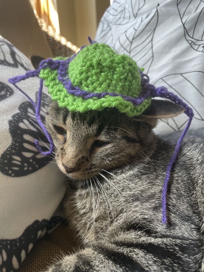 I Made My Cat A Hat!