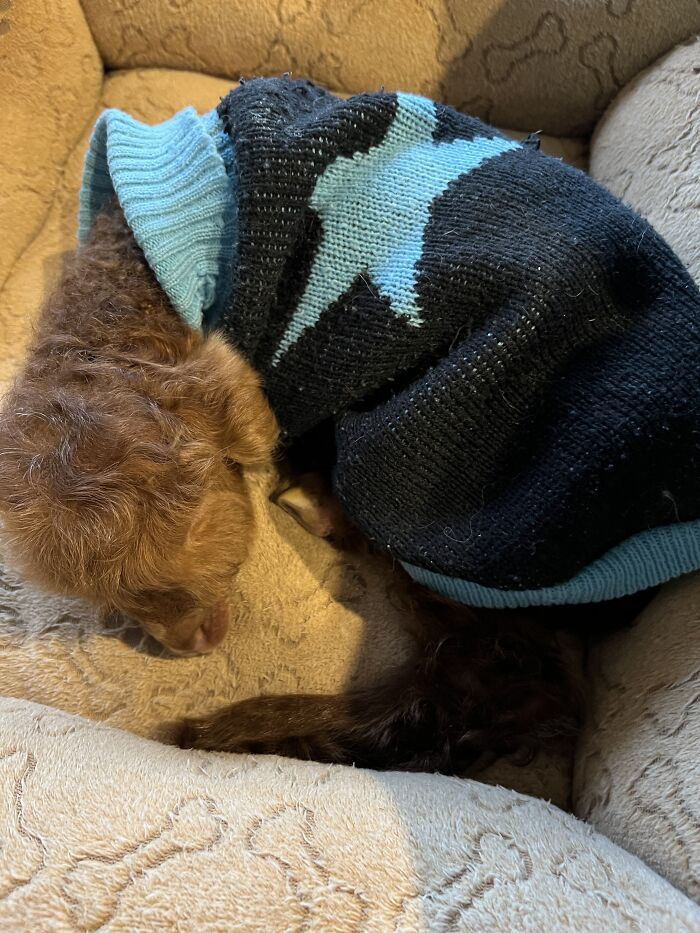 My Journey Of Hand-Rearing An Abandoned Lamb; Here Are The First Six Days My Journey Of Hand-Rearing An Abandoned Lamb; Here Are The First Six Days