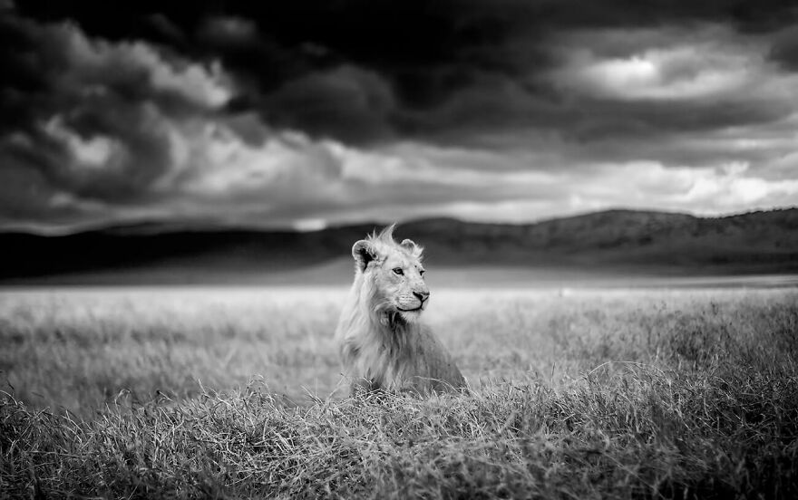 Young Lion, Ngorongoro, Tanzania From The Series 'Infrared African Wildlife' © Paolo Amel