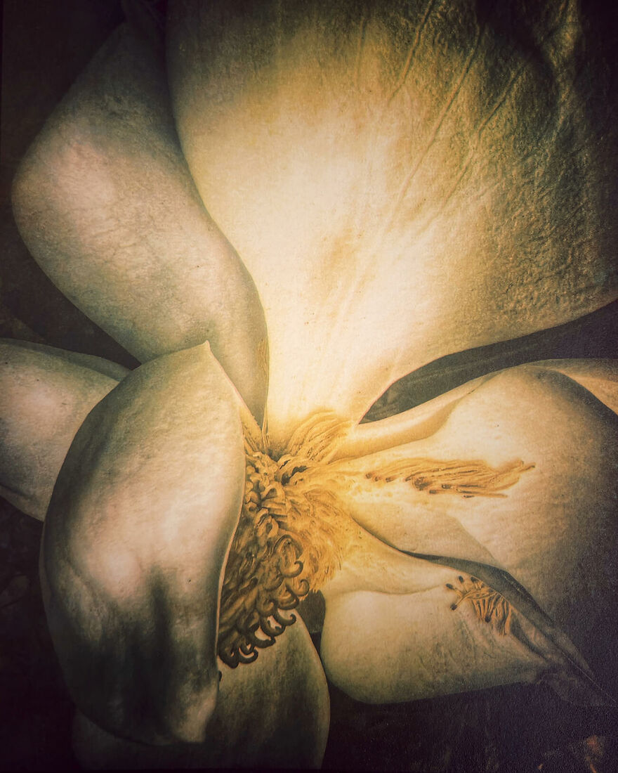 Southern Magnolia 2023 (Tricolor Gum Bichromate Over Cyanotype Print) From The Series 'The Old Garden' © Diana Bloomfield