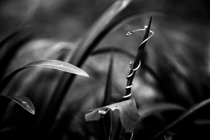 Tendril From The Series 'He Ephemeral: Leaf And Stem' © Kelly O'leary