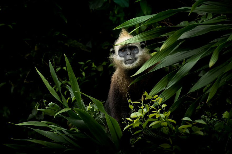 The Winner Of Aap Magazine 33 Is Thomas Vijayan (Canada) With The Image Golden Headed Langur
