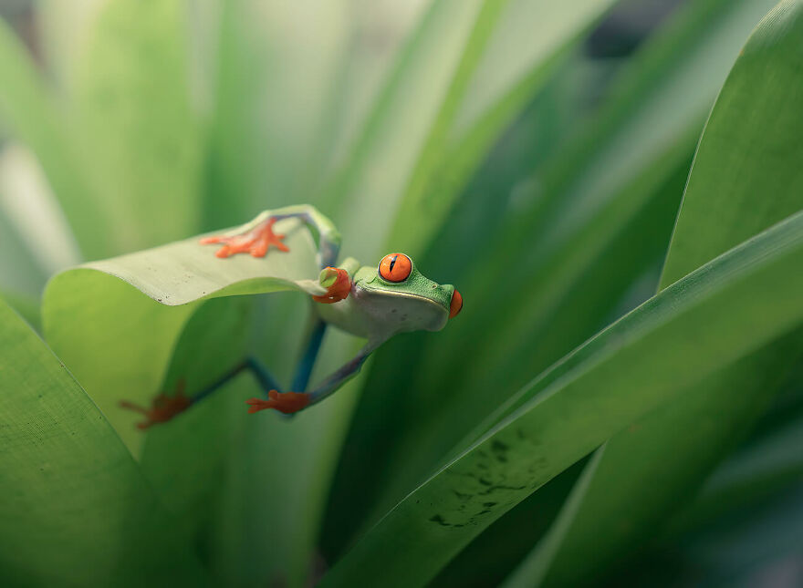 Ready To Jump From The Series 'The Hypnotic Red-Eyed Leaf Frog' © Pablo Trilles Farrington