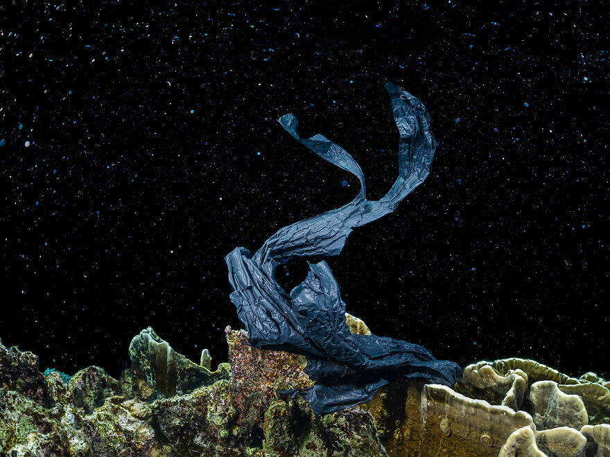Modern Rabbit Underwater From The Series 'New Cosmos Underwater' © Alexej Sachov