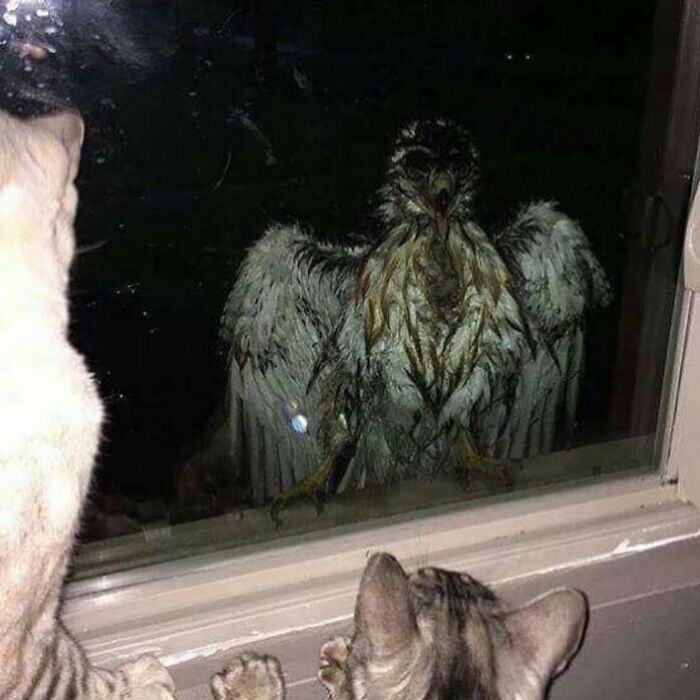 Random-Cursed-Pictures