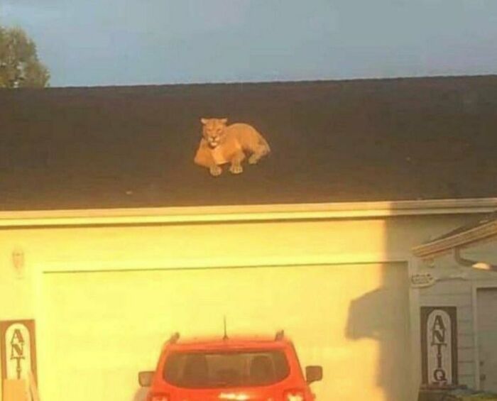 Random-Cursed-Pictures