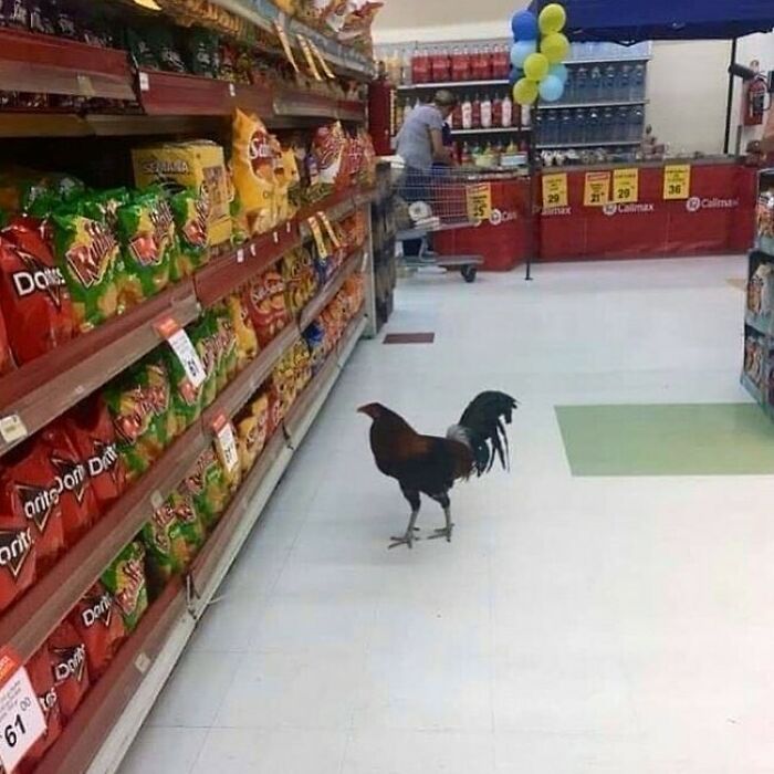 Random-Cursed-Pictures