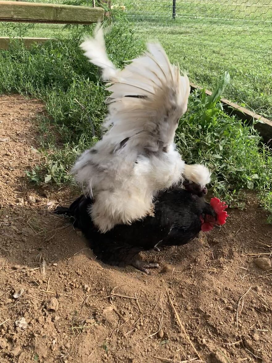 Crazy Chicken Poses Caught On Camera