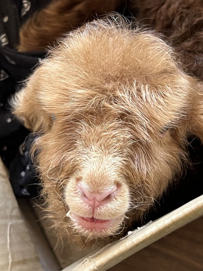 My Journey Of Hand-Rearing An Abandoned Lamb; Here Are The First Six Days My Journey Of Hand-Rearing An Abandoned Lamb; Here Are The First Six Days