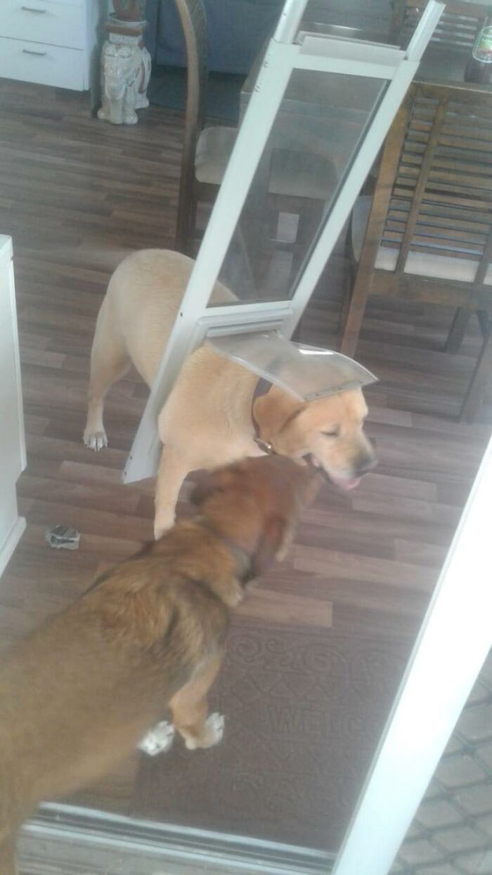 Chubby Dog Understands He Needs To Go On A Diet When He Gets Stuck In Doggy Door